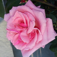 Różowe piękno
