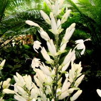  Whitfieldia longifolia.  Makro.