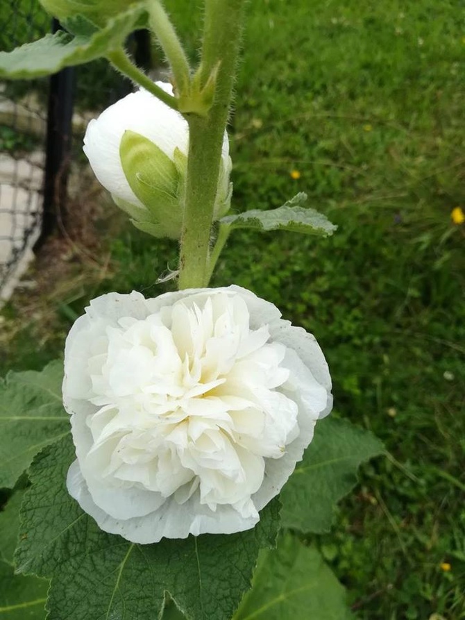 Biała dama w moim ogrodzie ;)