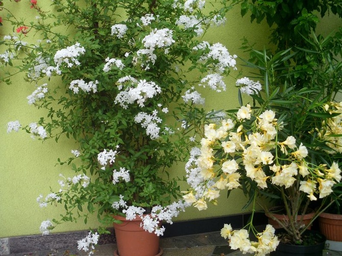 Biały ołownik i cytrynowy oleander