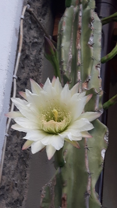 Cereus - wielki kaktus