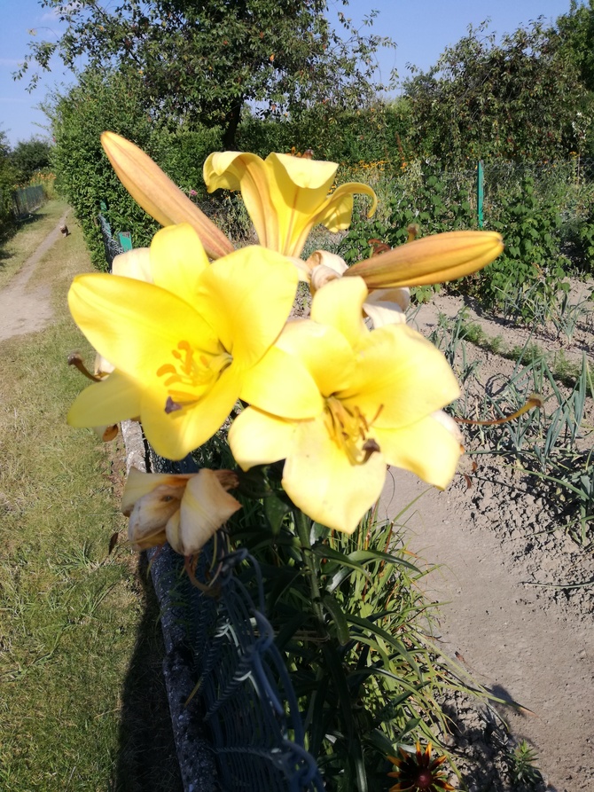 lilia piękna duża