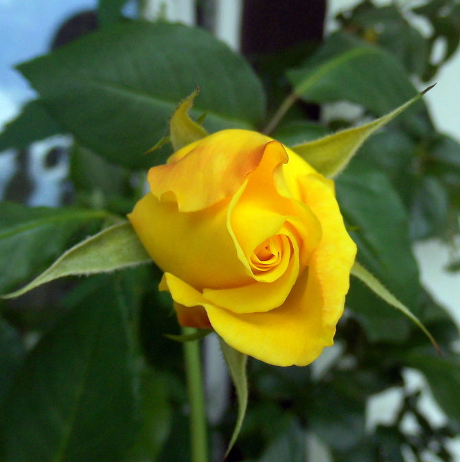 Pierwszy kwiat róży 