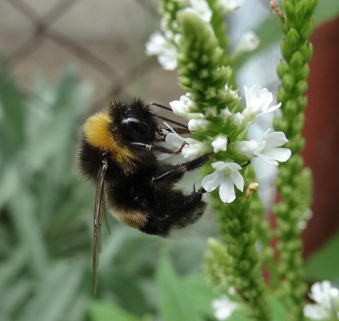 Pracujemy w ogrodach jak pszczółki :)