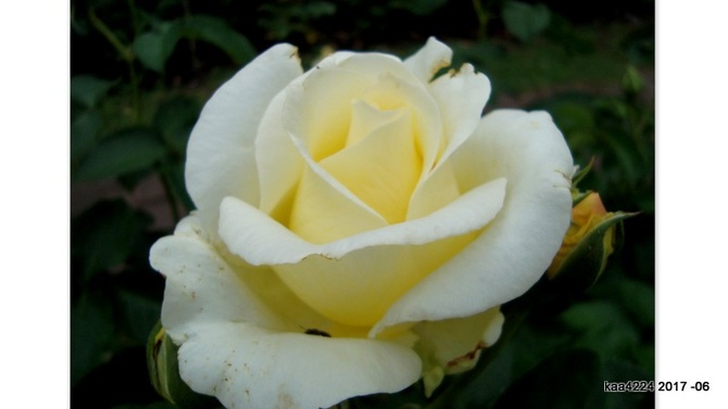 Róża ' Fryderyk Chopin '.  Makro.
