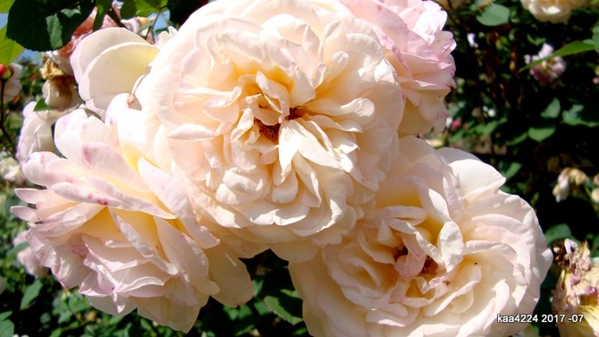 Róża CHARLES AUSTIN ' Ausles ',' Ausfather'.