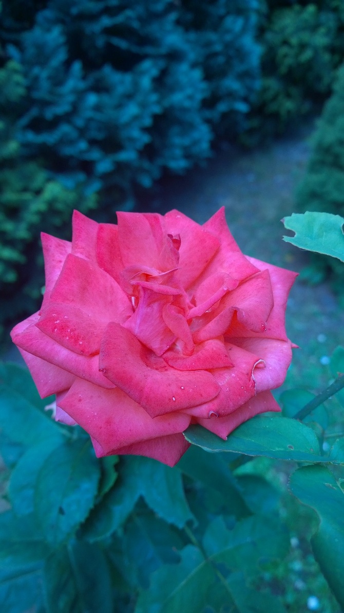 Róża dalej kwitnie ;)