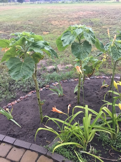Słoneczniki z kompostownika sąsiadów 