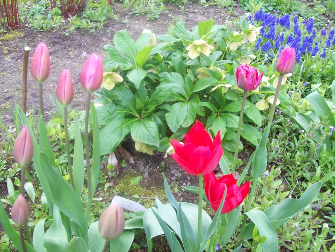 wiosna tulipanem stoi