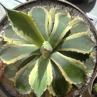Agawa variegata