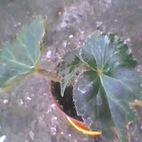 Begonia sadzonka
