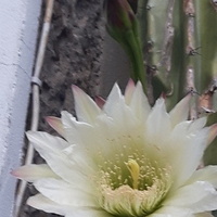 Cereus - wielki kaktus