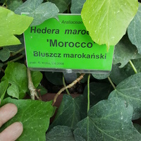 Hedera 'Morocco'
