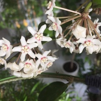 Hoya australis lisa tenuipes