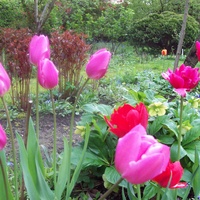 inne tulipany 