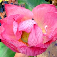 Kwiat różowego lotosu orzechodajnego.