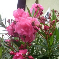 Oleander o pełnych kwiatach