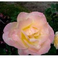  Róża ' Apricot Nectar '.  Kolaż.