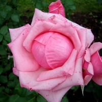 Róża ' Carinella '.  Makro.
