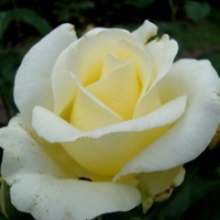 Róża ' Fryderyk Chopin '.  Makro.