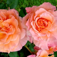Róża ' Maria Theresia '.  Makro.