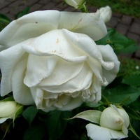Róża biała nieznajoma.  Makro.