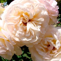 Róża CHARLES AUSTIN ' Ausles ',' Ausfather'.