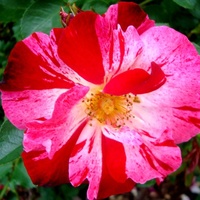 Róża HANABI ' Werkroalt '.  Makro .