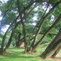 Stare drzewa w parku