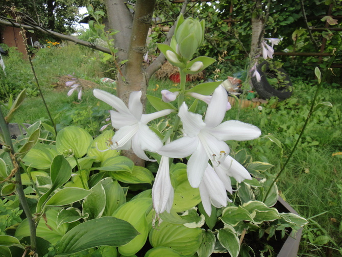 Białe kwiaty hosty