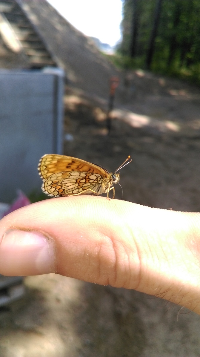 Butterfly :)