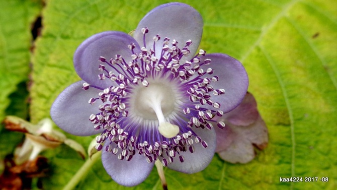 Deinanthe Caerulea / kwiat żeński /.