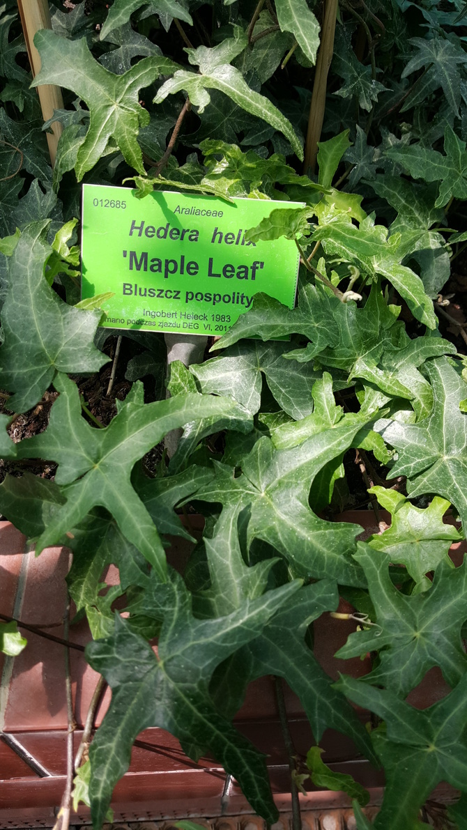 Hedera Helix 'Maple Leaf'