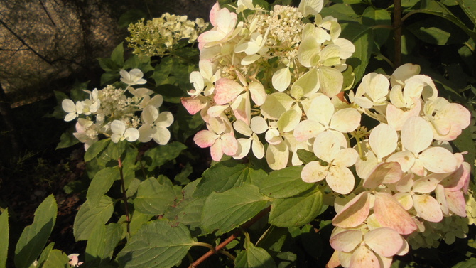 Hortensja-ma kwiaty biało-różowe