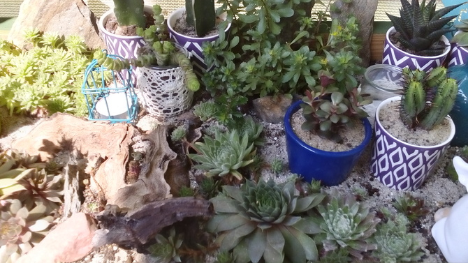 Kaktusy i rojniki