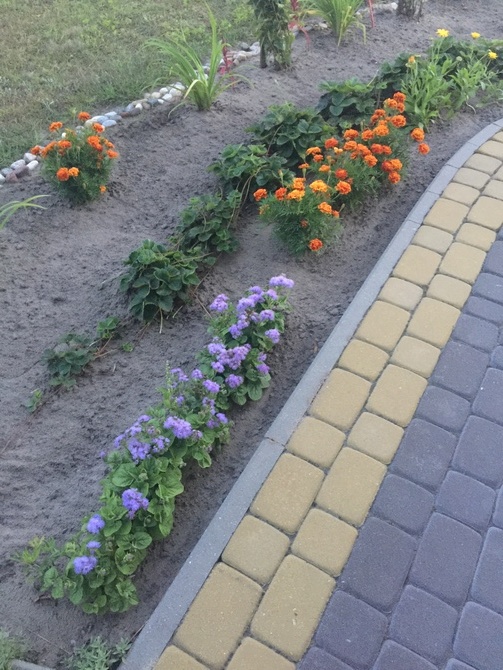 Kwitną i barwią ogródeczek 