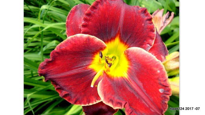  Liliowiec ' Naughty Red ' .