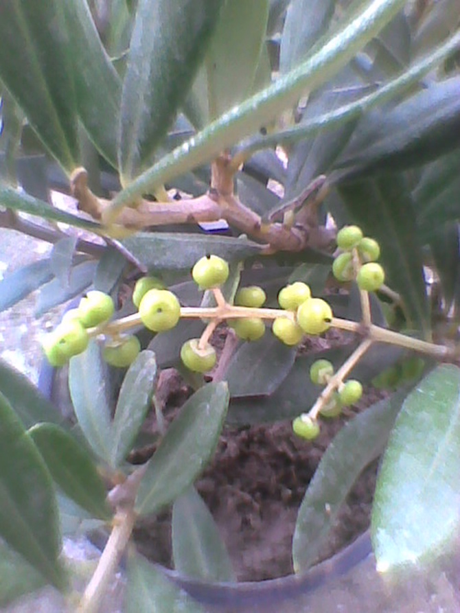 Oliwka europejska (Olea europaea) owoce rosną