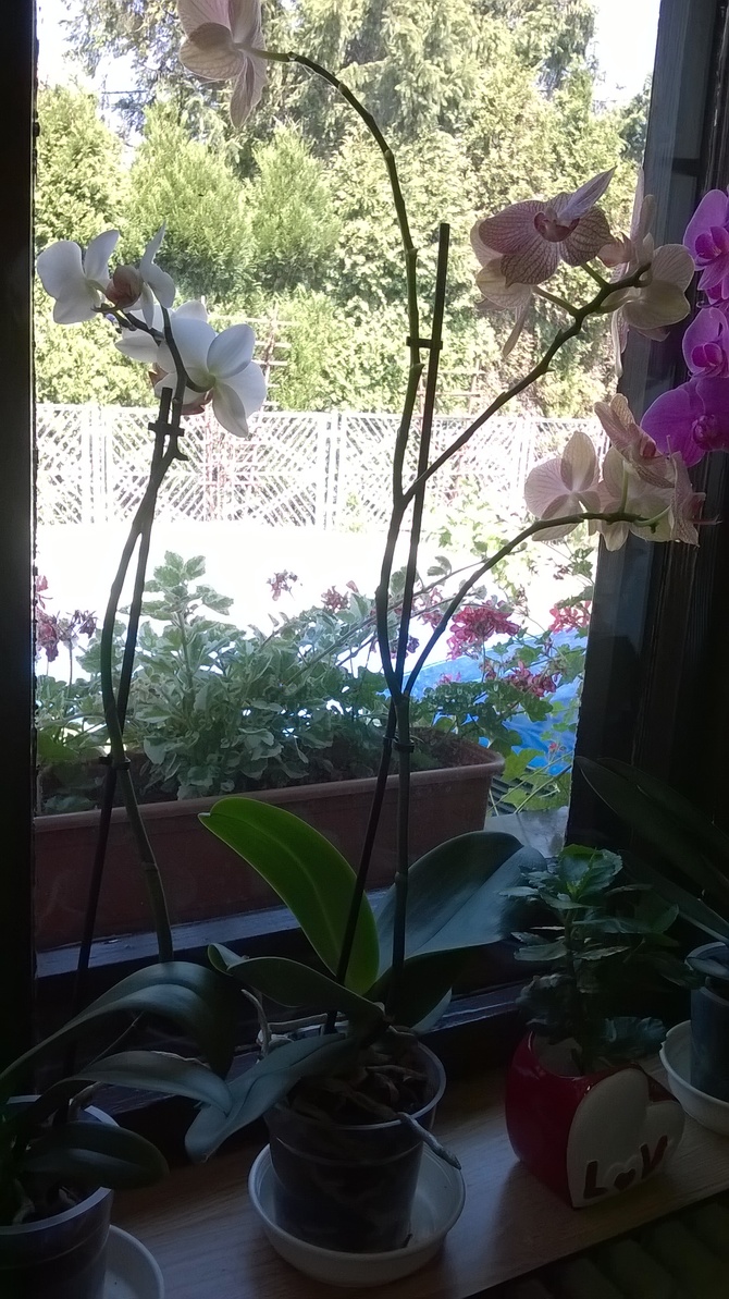 orchidea,storczyk.