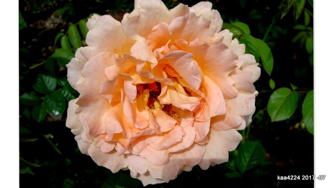 Róża  N N .