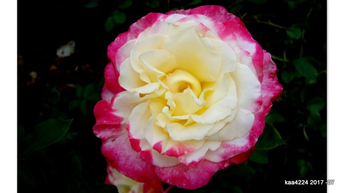  Róża  N N .