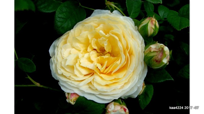 Róża  N N.