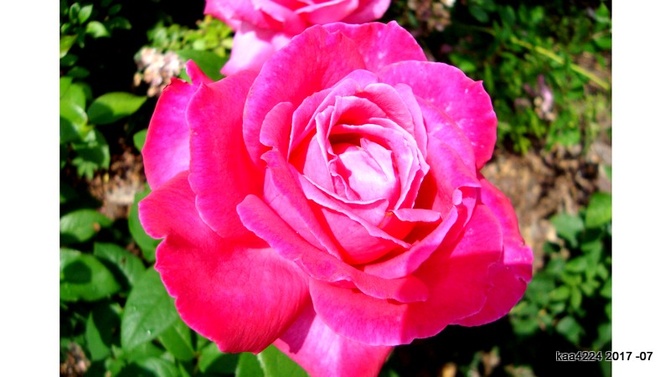 Róża  Walzertraum ' Tan97139 '.