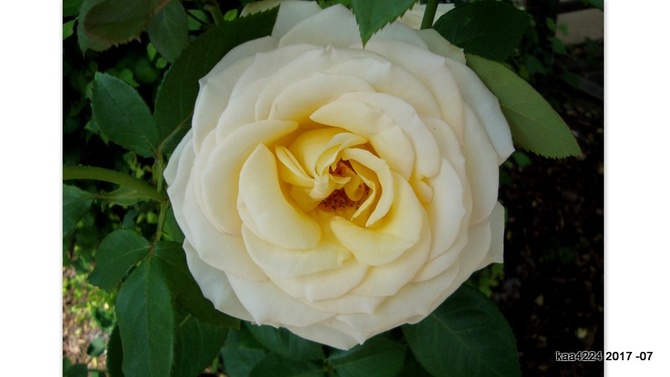 Róża - ' Glowing - Dalpellerin '.