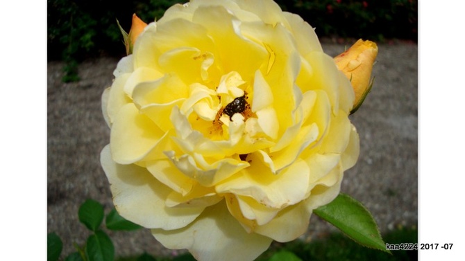 Róża ' Graham Thomas ' .