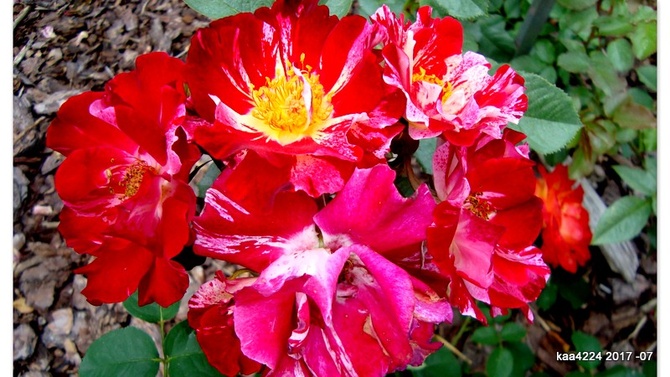 Róża - ' Hanabi - Werkroalt ' .