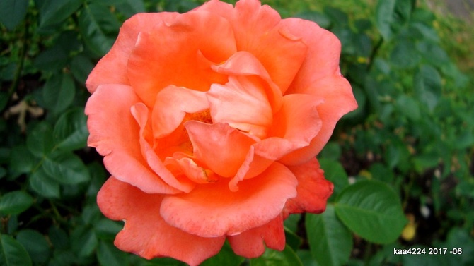 Róża ' Korbiolo '.