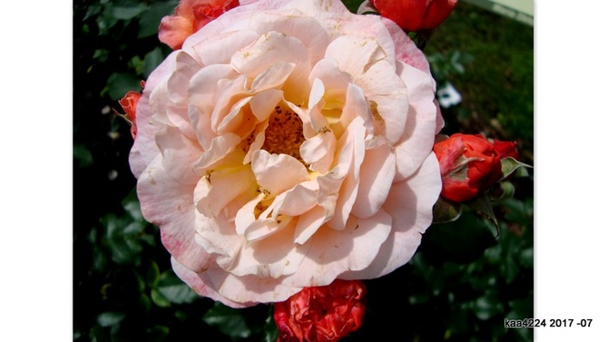 Róża ' Maria Curie Skłodowska ' .
