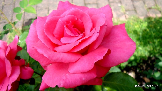 Róża ' Mullard Jubilee ' .
