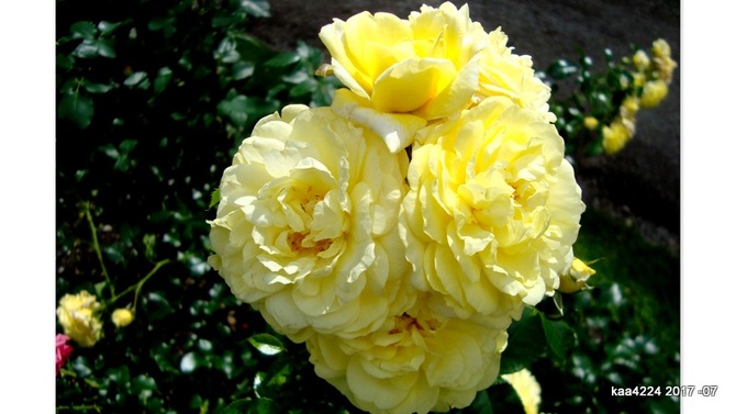 Róża ' Schone  Koblenzerin ' .